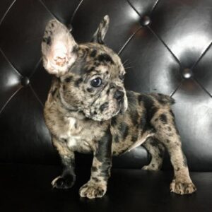 French bulldog puppies for sale (Kate)