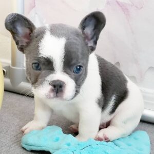 Buy French bulldog puppy online