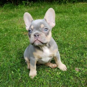 French bulldog for sale