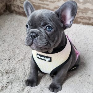 buy cheap French bulldog puppy near me