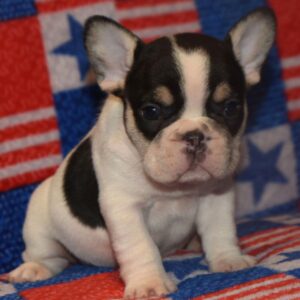 French bulldog puppy for sale near me