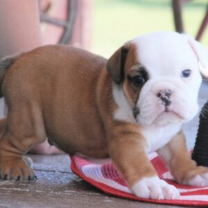 English bulldog puppies for sale