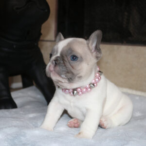 blue French Bulldog Puppy for sale