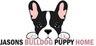 Jasons Bulldog Puppy Home